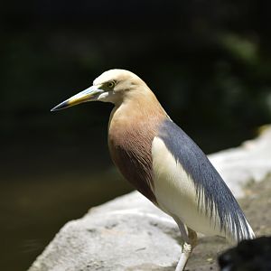 Javan pond heron [2017]