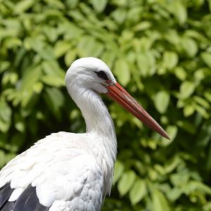 White stork [2017]