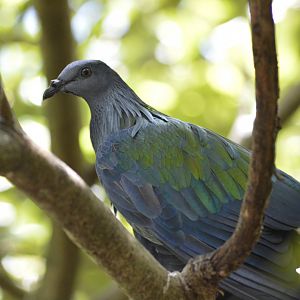 Nicobar pigeon [2017]
