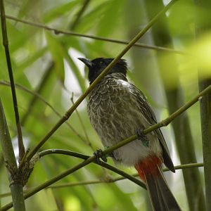 Red-vented bulbul [2017]