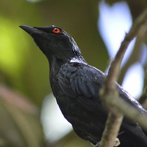 Metallic Starling [2017]