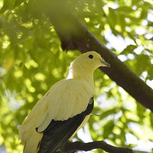 Pied imperial pigeon [2017]