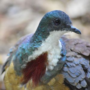 Mindanao bleeding-heart [2017]