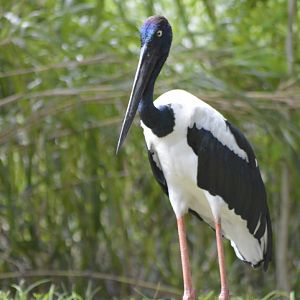 Black-necked stork [2017]