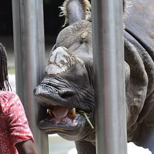 Indian rhinoceros [2017]