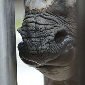 Indian rhinoceros [2017]