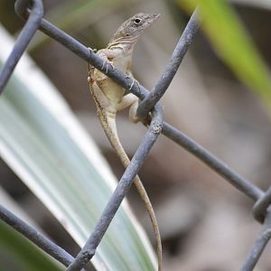 Brown anole [2017]