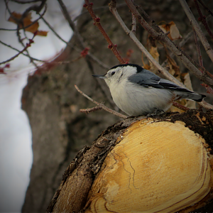 White-breasted Nuthatch