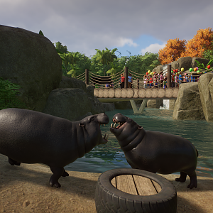 Pygmy Hippopotamus Fight