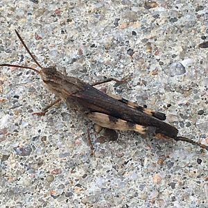 Differential Grasshopper