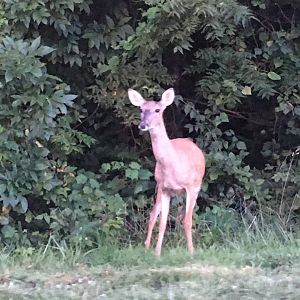 White-Tailed Deer Doe