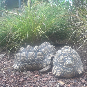 Leopard Tortoise's