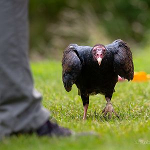 Turkey vulture : Cotswold Falconry Centre : 04 Sep 2020