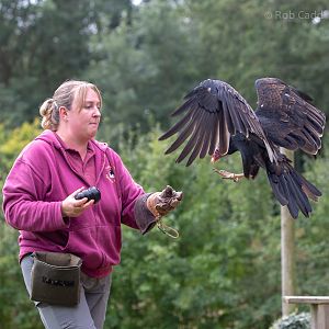 Turkey vulture : Cotswold Falconry Centre : 04 Sep 2020