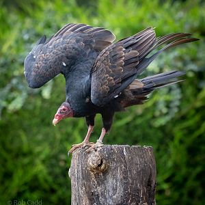 Turkey vulture : Cotswold Falconry Centre : 04 Sep 2020