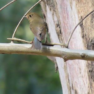 Red flanked bluetail