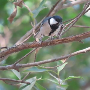 Cinereous tit