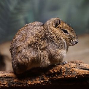 Rock Cavy (Kerodon rupestris)