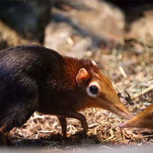 Black-and-Rufous Elephant Shrew (Rhynchocyon petersi), May 2017