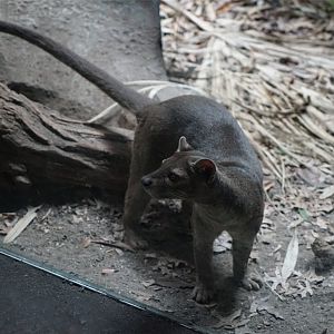 Fossa