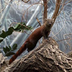 Ring-tailed Vontsira (Galidia elegans)