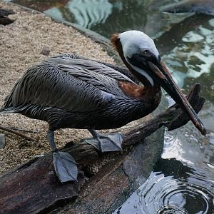 Brown Pelican, May 2015