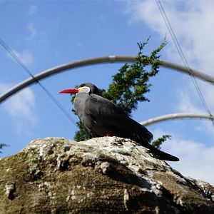 Inca Tern