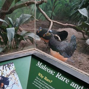 Maleo (Macrocephalon maleo)