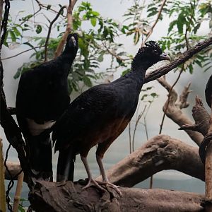 Blue-billed Curassow (Crax alberti), May 2015