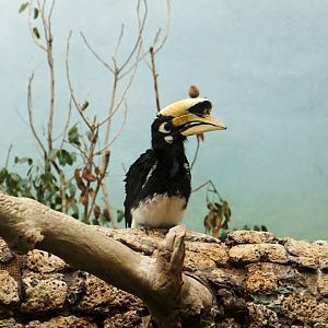 Pied Hornbill, May 2015