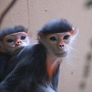 Red-shanked douc langurs (Pygathrix nemaeus), 2008-06-28