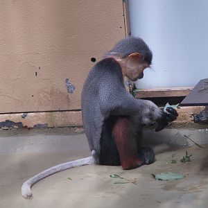 Red-shanked douc langur (Pygathrix nemaeus), 2008-06-28