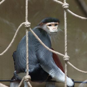Red-shanked douc langur (Pygathrix nemaeus), 2008-06-28