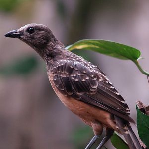 Fawn-breasted bowerbird (Chlamydera cerviniventris), 2008-06-28