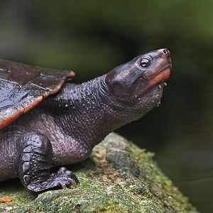 Red-bellied short-necked turtle (Emydura subglobosa), 2008-06-28