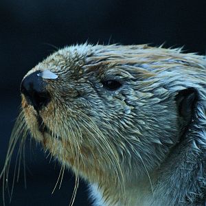 Alaskan sea otter or Northern sea otter (Enhydra lutris kenyoni), 2009-01-25