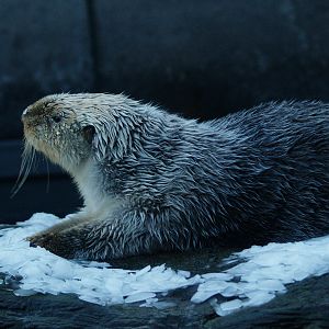 Alaskan sea otter or Northern sea otter (Enhydra lutris kenyoni), 2009-01-25