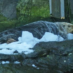 Alaskan sea otter or Northern sea otter (Enhydra lutris kenyoni), 2009-01-25