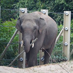 Asian elephant bull Kanvar (Elephas maximus), 2020-08-15