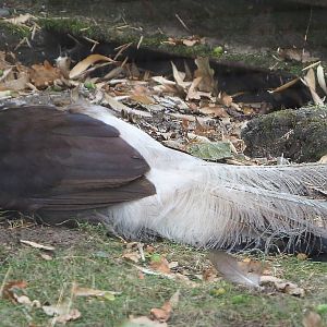 Brown eared pheasant (Crossoptilon mantchuricum), 2020-08-15