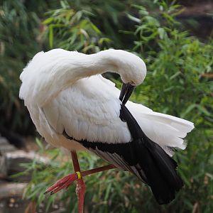 Preening Oriental white stork (Ciconia boyciana), 2020-08-15