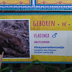 Birth sign Negros VIsayan warty pig Vladimir, 2020-08-15