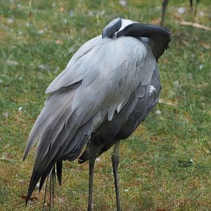Demoiselle crane (Anthropoides virgo), 2020-08-15