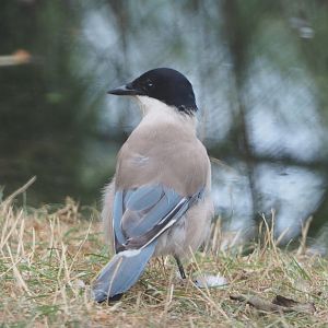 Asian Azure-winged magpie (Cyanopica cyanus), 2020-08-15