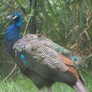 Blue peafowl or Indian peafowl (Pavo cristatus), 2020-08-15