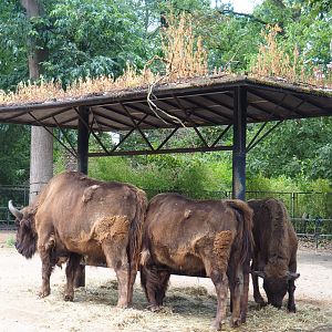 Wisent (Bison bonasus) at feeding rack, 2020-08-15