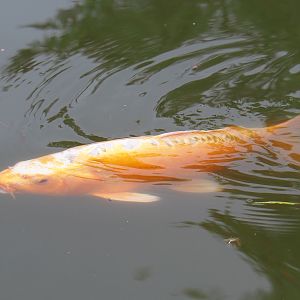 Koi (Cyprinus rubrofuscus), 2020-08-15