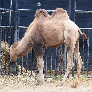 Feeding juvenile Bactrian camel (Camelus bactrianus), 2020-08-15