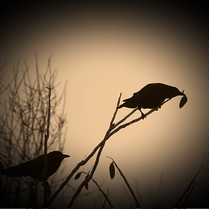 Crow Silhouette