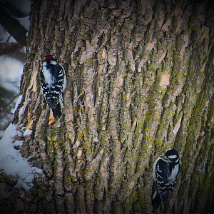 Downy woodpeckers